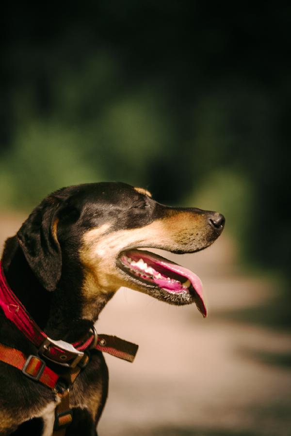 Skylar, una bellissima simil segugia Foto 5